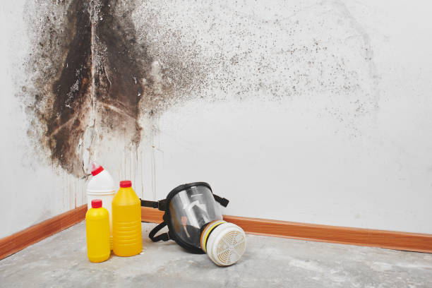 Best Black Mold Remediation in Raynham Center, MA
