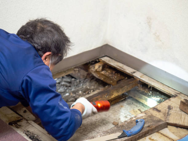  Raynham Center, MA Mold Removal Pros