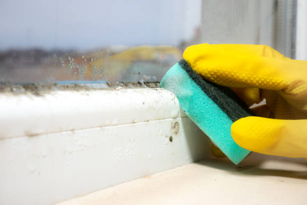 Best Residential Mold Remediation in Raynham Center, MA