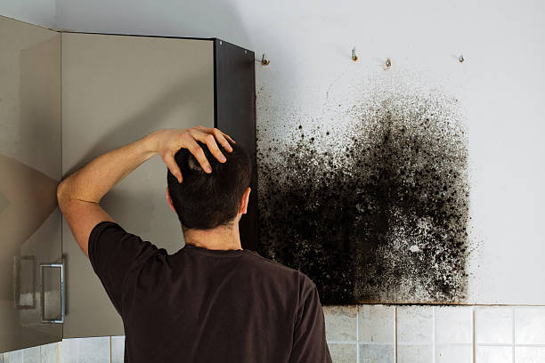 Best Mold Testing and Inspection Services in Raynham Center, MA