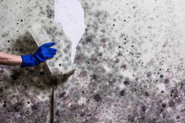 Best Kitchen Mold Remediation in Raynham Center, MA