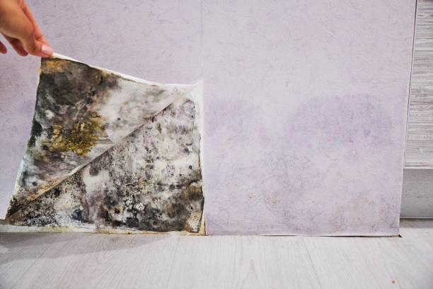 Best Bathroom Mold Remediation in Raynham Center, MA